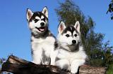 SIBERIAN HUSKY 721